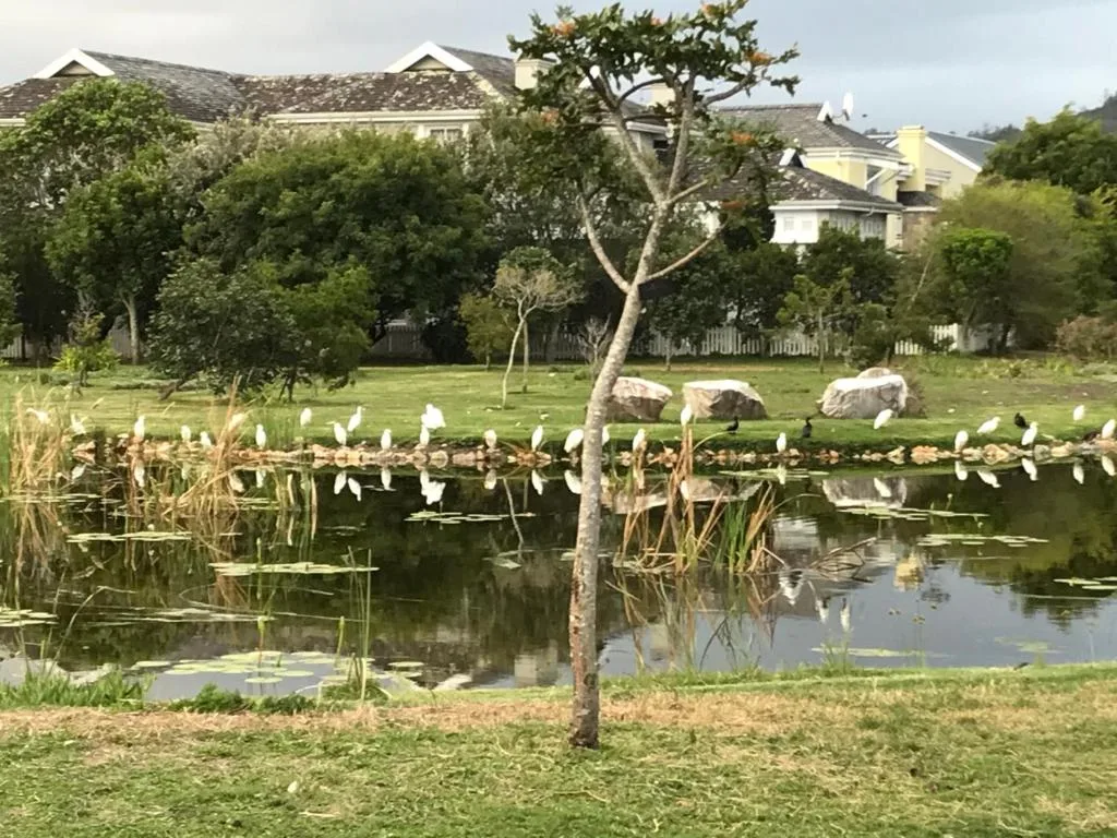 Scenic lagoon view with white birds, manicured lawn and residential buildings beyond