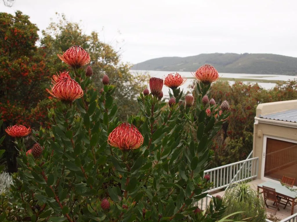 Red proteas frame lagoon and mountain vista from property terrace