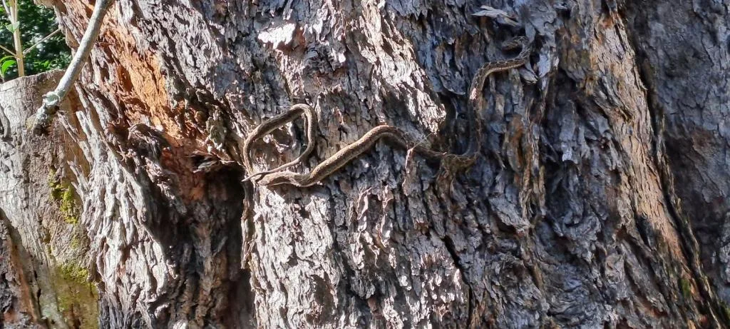 Close-up of weathered tree bark with natural texture and moss growth