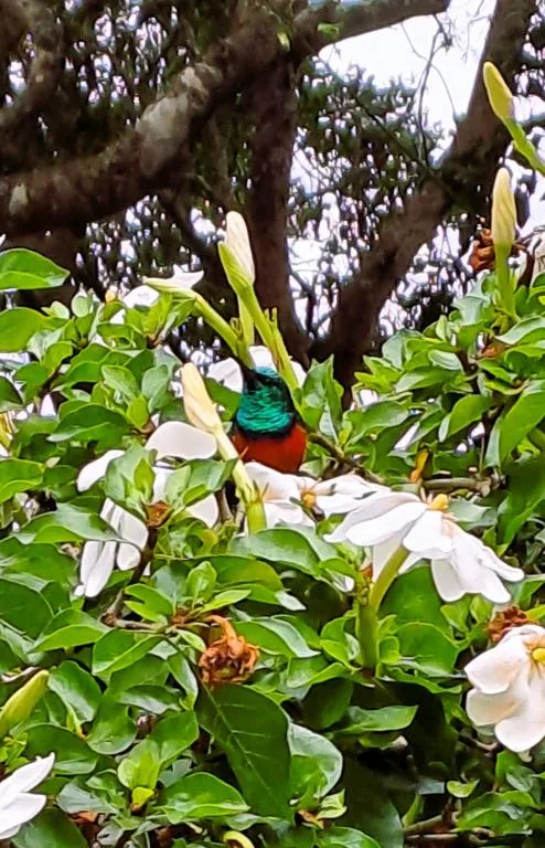 Colorful sunbird perched among white flowering shrubs and green foliage