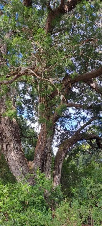 Mature tree with thick trunk and sprawling branches in natural setting