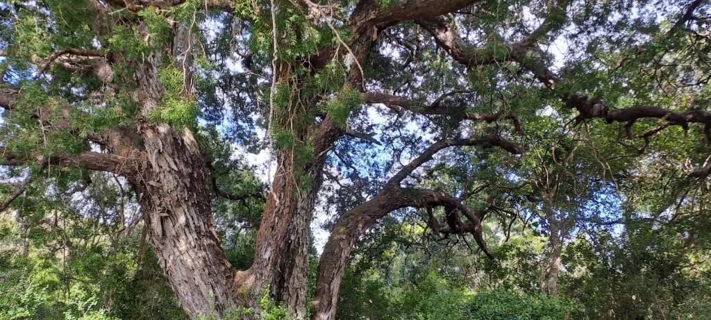 Majestic ancient oak trees with gnarled trunks and lush green canopy overhead