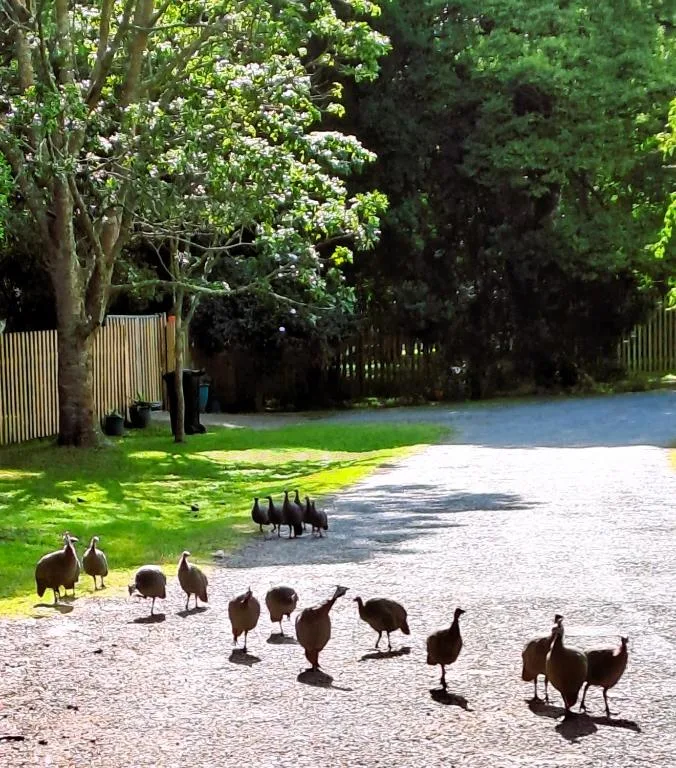 Driveway with grazing emus and lush garden trees, Knysna property entrance
