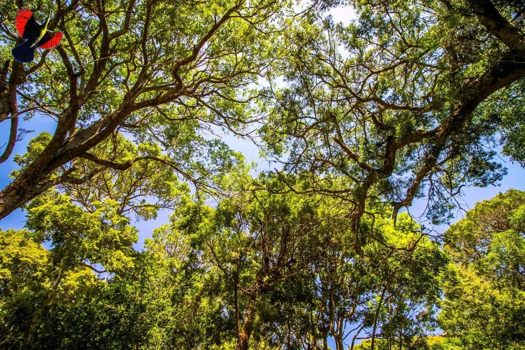 Lush canopy of mature trees with green foliage and blue sky above
