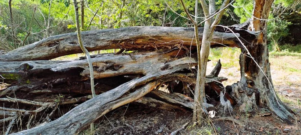 Fallen logs and natural woodland vegetation surrounding property grounds