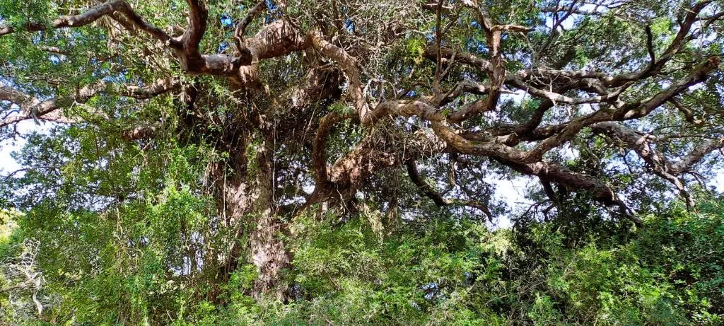 Ancient gnarled tree with sprawling branches surrounded by lush green foliage