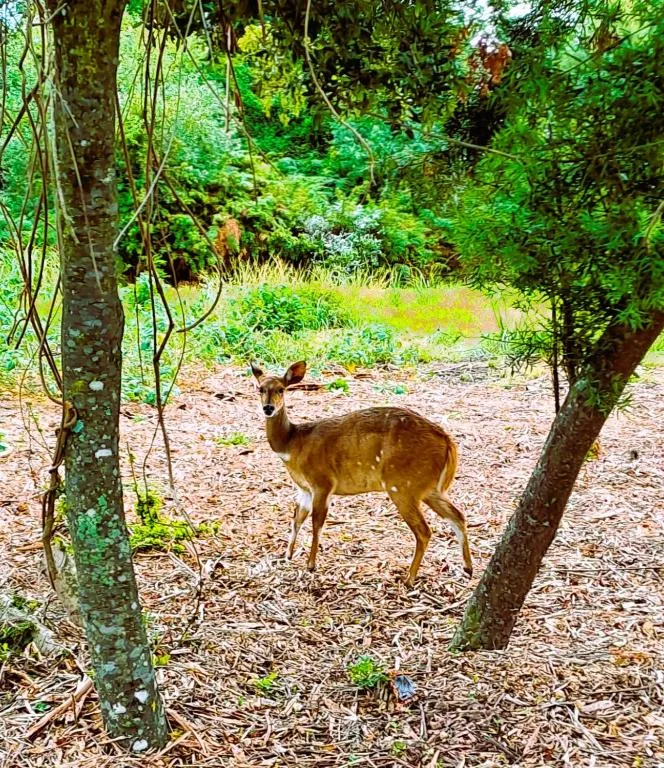 A deer stands in the lush green forest surrounding the property
