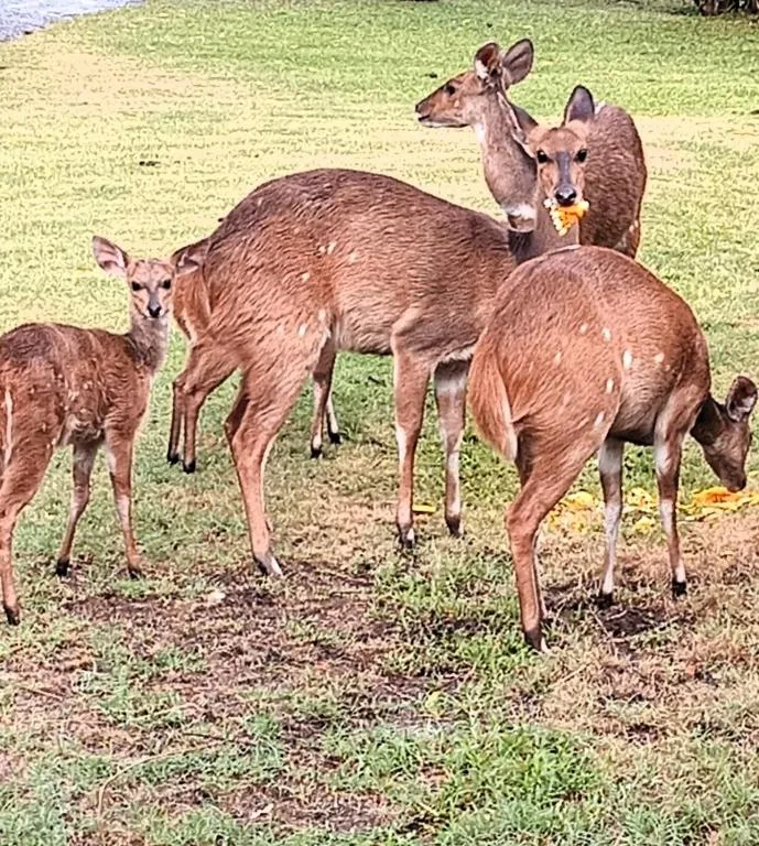 Herd of deer grazing on lush green grounds surrounding the property
