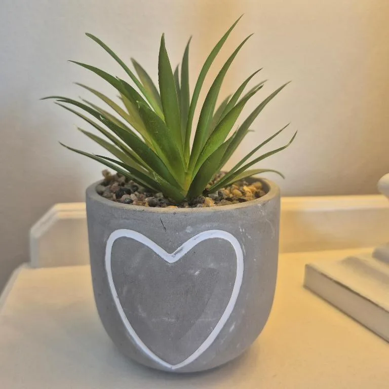 Green succulent plant in decorative heart-patterned concrete pot indoors
