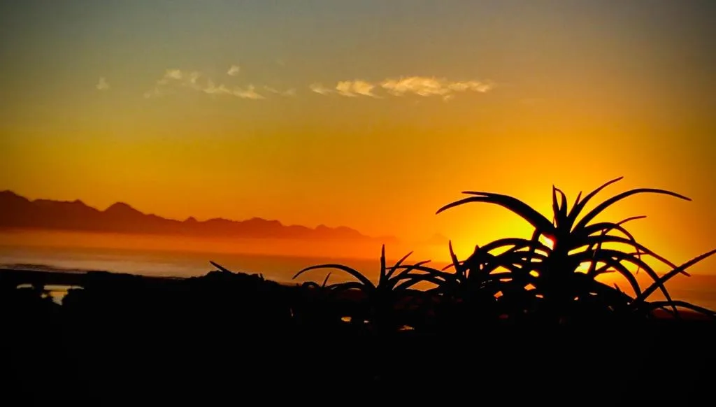 Golden sunset over mountains with silhouetted garden plants