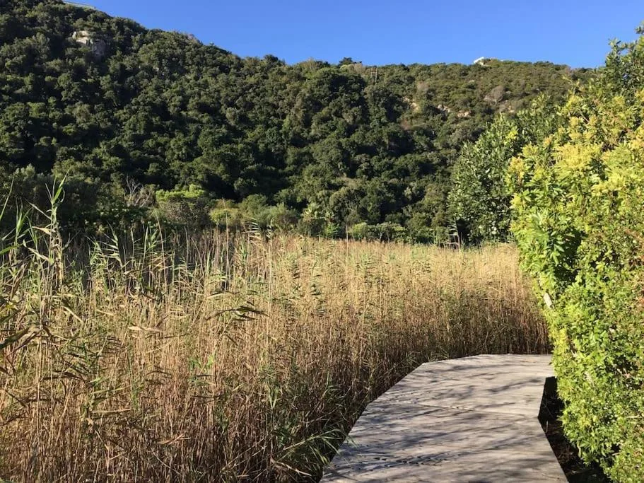 Wooden boardwalk through wetland reeds with forested hillside backdrop
