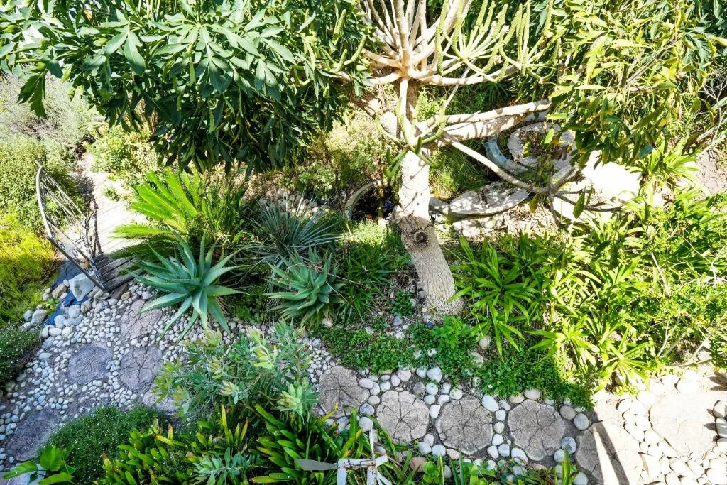 Lush garden with agave plants, succulents, and mature trees overhead