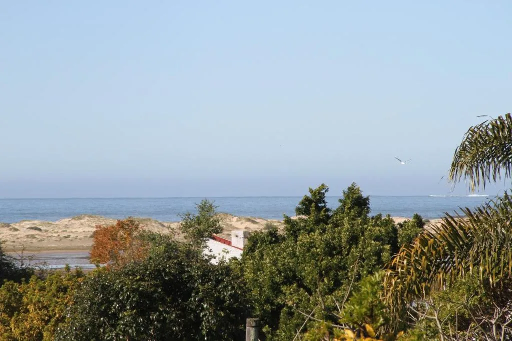 Ocean and beach vista through lush coastal vegetation and dunes