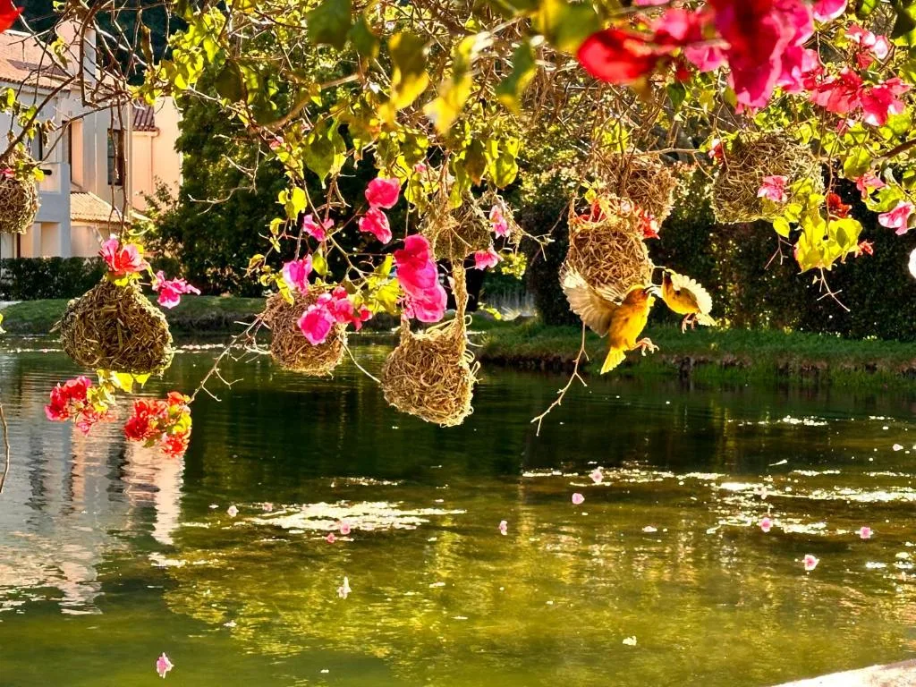 Vibrant bougainvillea flowers frame tranquil lagoon with building and green banks