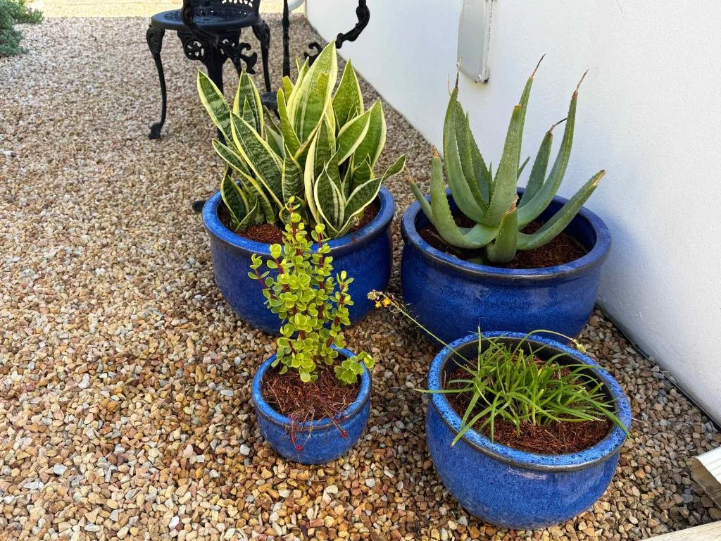 Blue potted succulents and plants on gravel courtyard beside white wall