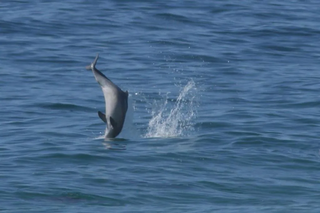 Dolphin leaping in the ocean near Plettenberg Bay