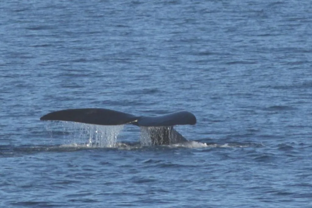 Whale tail diving into ocean waters off Plettenberg Bay coast
