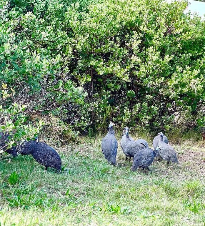 Guinea fowl birds foraging on property grounds near flowering shrubs