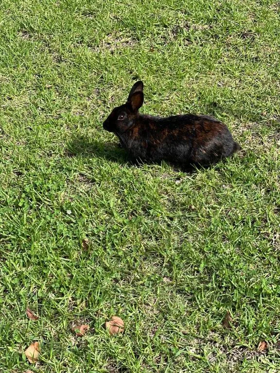 Black rabbit hopping across manicured green lawn grass