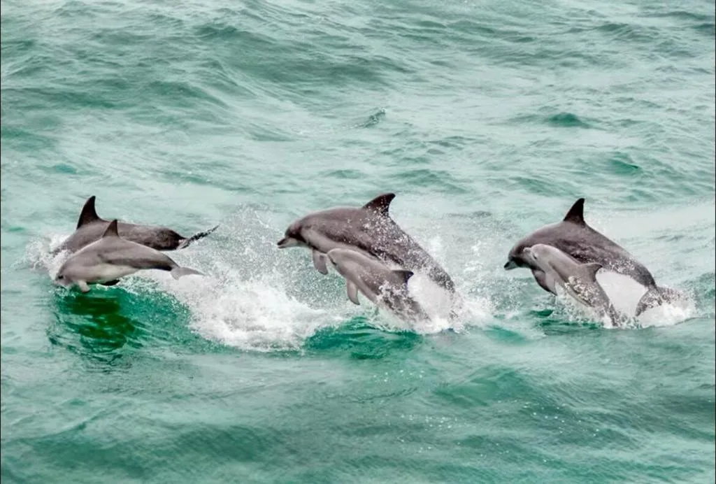 Pod of dolphins leaping through turquoise ocean waves near the shore