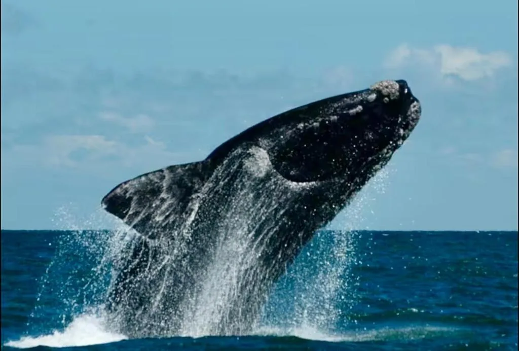 Whale breaching in ocean waters off the Garden Route coast
