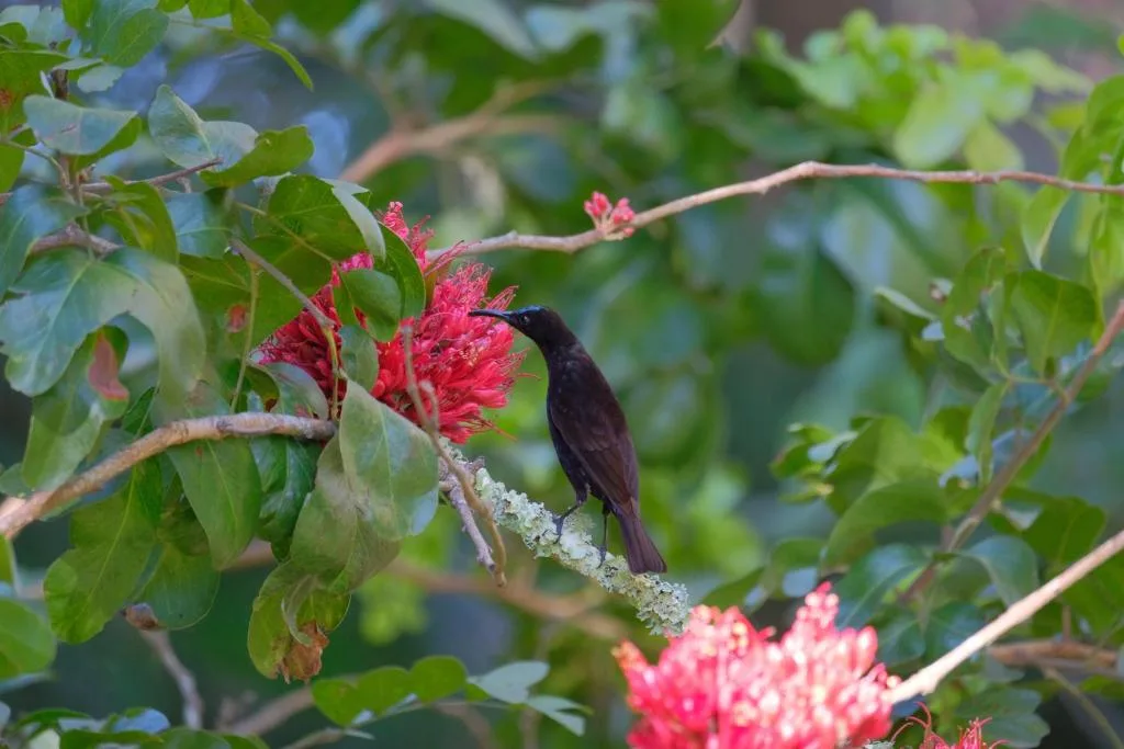 Black sunbird feeding on vibrant pink flowering plant in garden