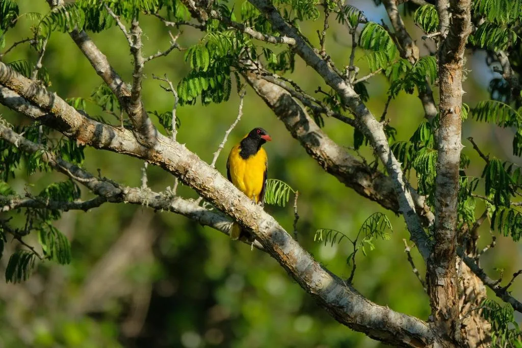 Colorful bird perched on tree branch surrounded by green foliage
