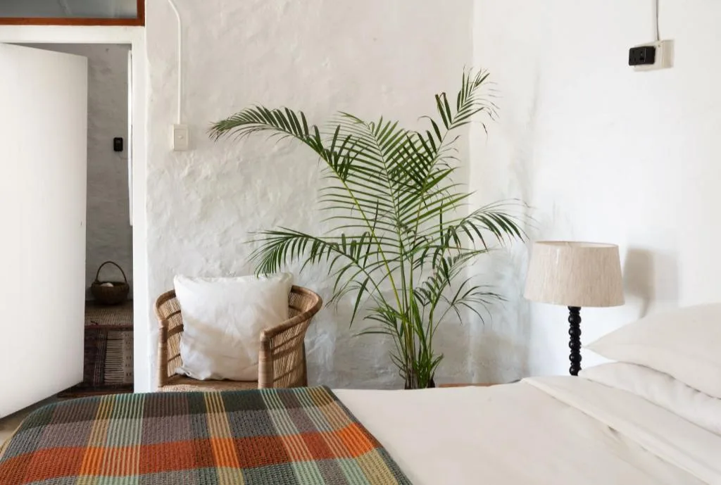 Bright bedroom with bed, woven chair, potted plant, and colorful rug