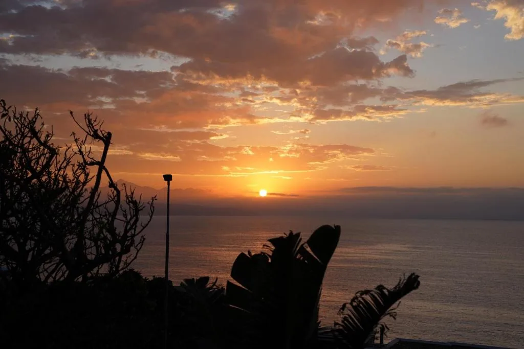 Golden sunset over ocean with silhouetted coastal vegetation and dramatic sky