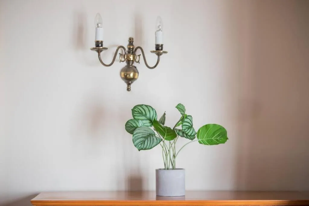 Brass candelabra and potted plant on wooden shelf