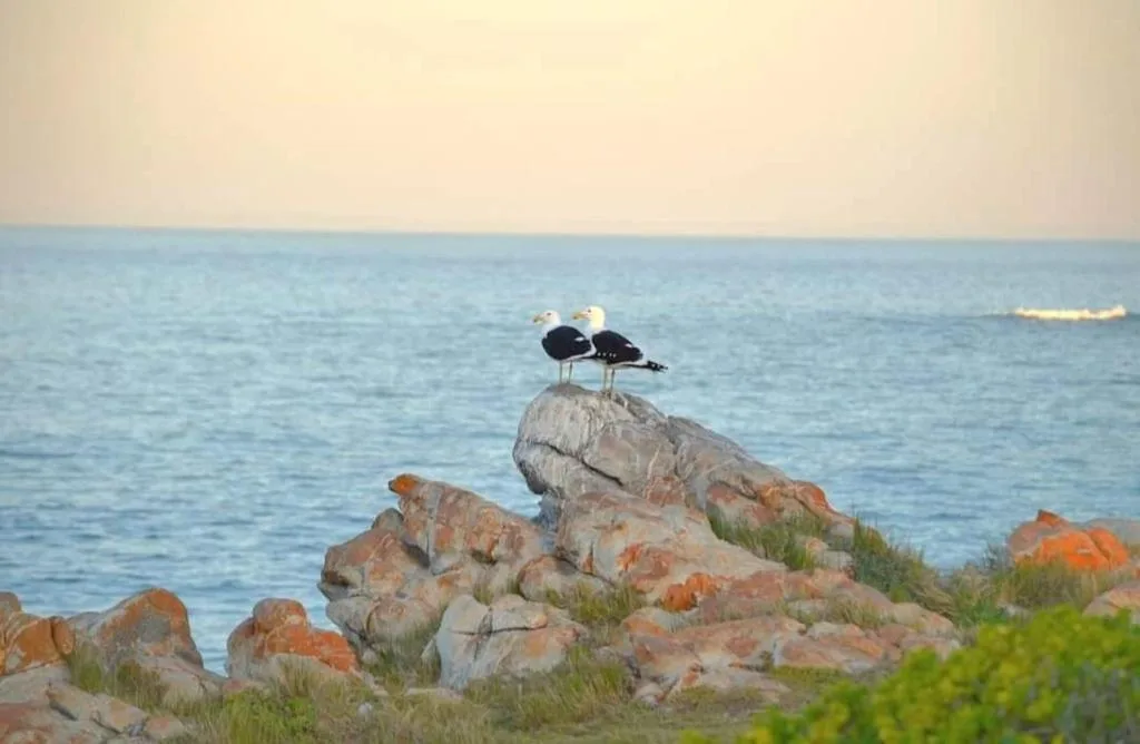 Seabirds perched on coastal rocks overlooking calm ocean waters