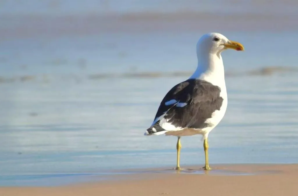 Seagull standing on sandy beach with calm ocean water beyond