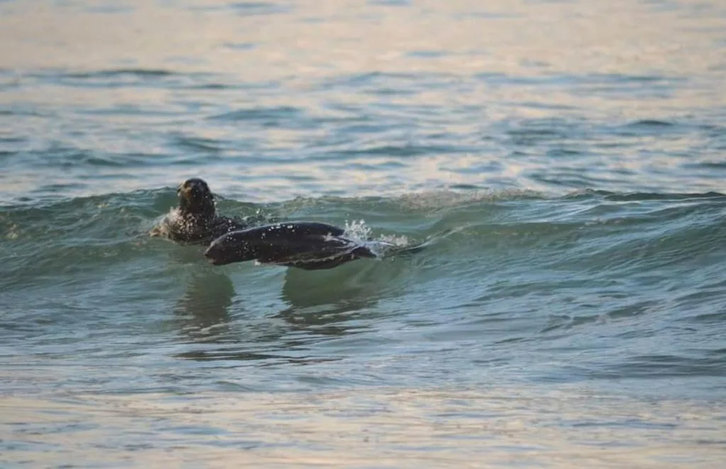 Seal swimming in ocean waves near the property's beach