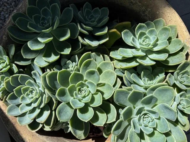 Close-up of lush succulent plants in terracotta pot, garden décor