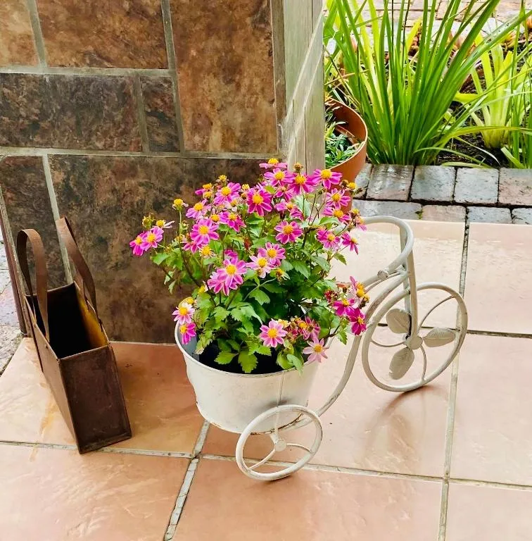 Vibrant pink daisies in potted planter on patio with greenery and outdoor decor