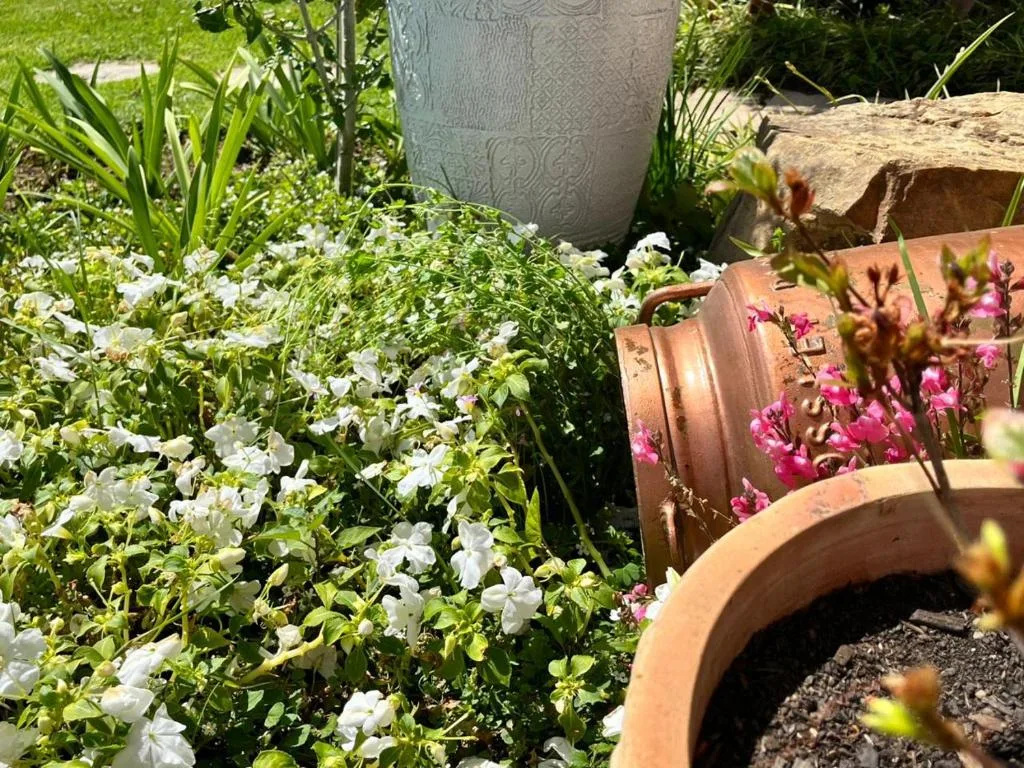 Lush garden bed with white flowers and decorative terracotta planters