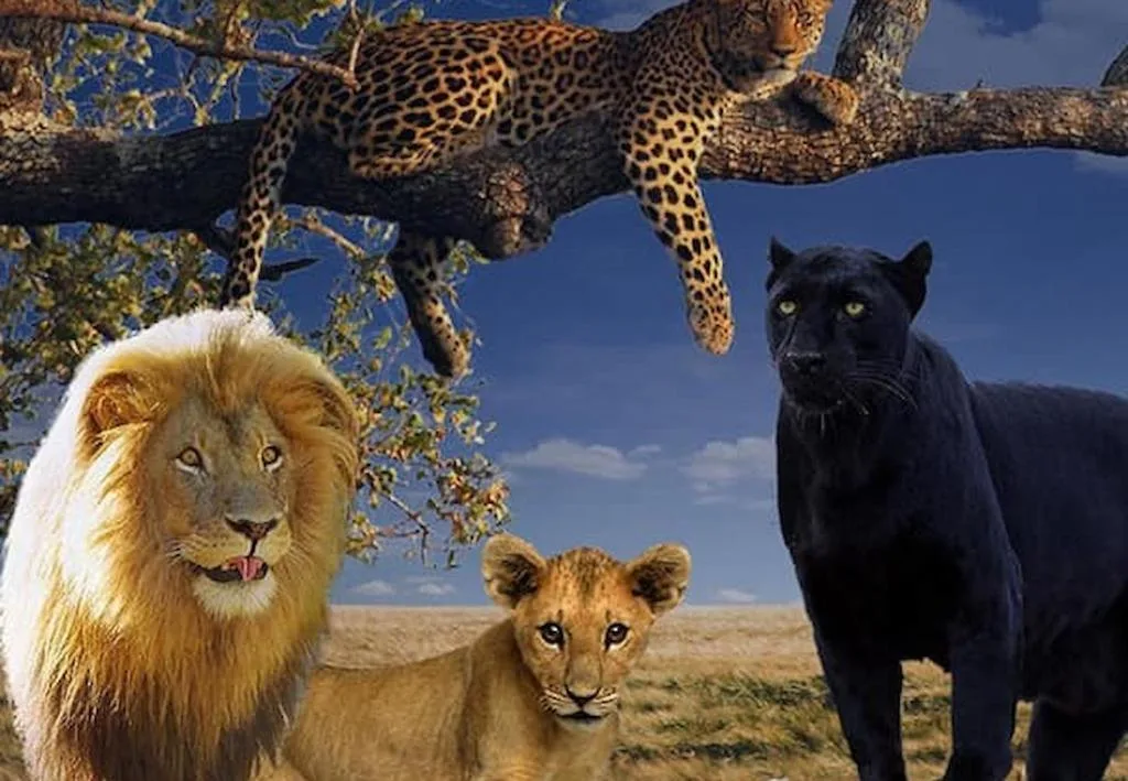 Decorative wildlife artwork featuring African big cats and leopard