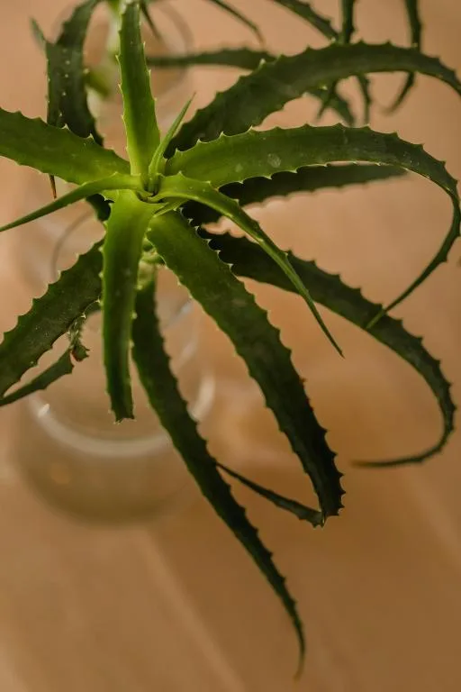 Close-up of vibrant green succulent plant in white pot indoors