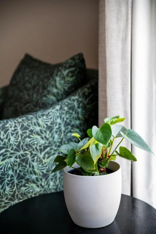 Potted plant on bedside table with patterned green cushions behind