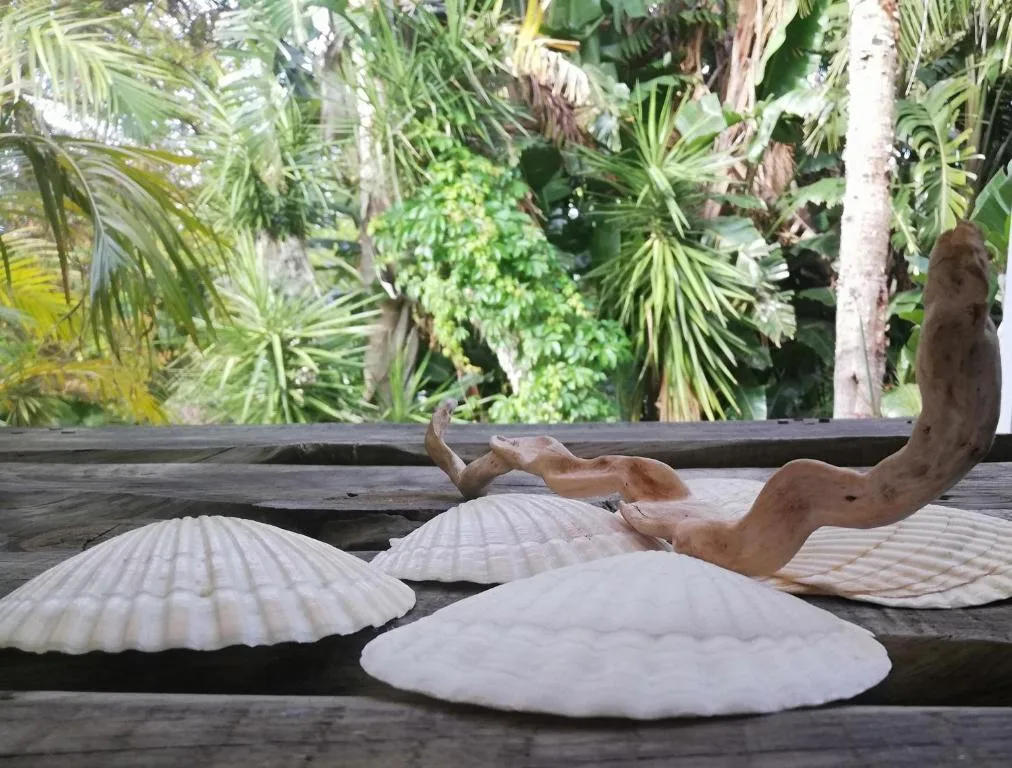 Seashells and driftwood displayed on wooden deck with tropical garden