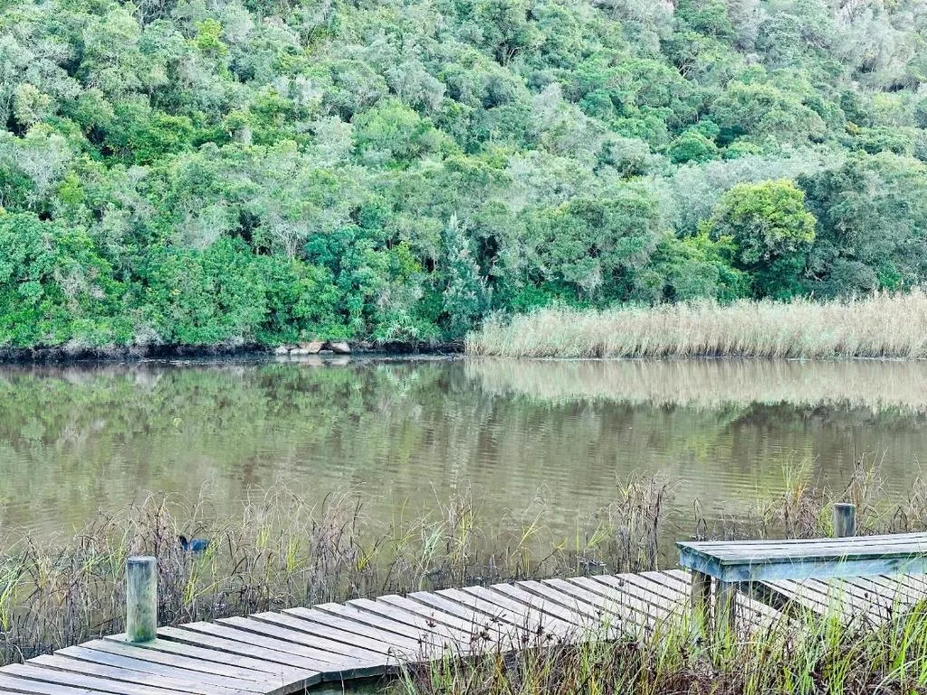 Tranquil lagoon view with lush green trees and wooden jetty