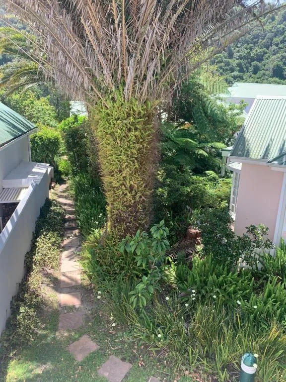 Lush garden pathway with tall palm tree and lagoon view beyond