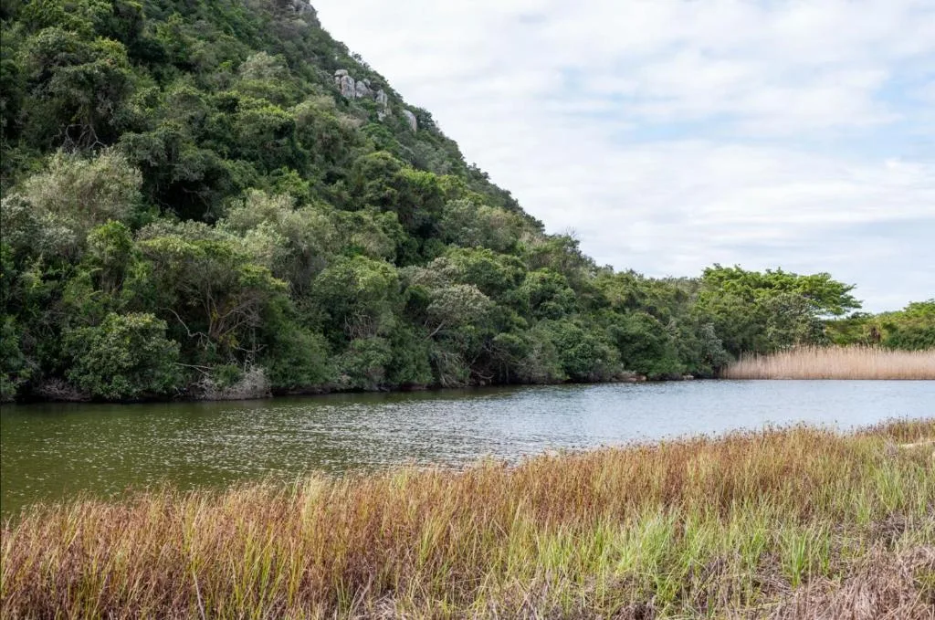 Lagoon with lush green mountains, reeds and natural vegetation