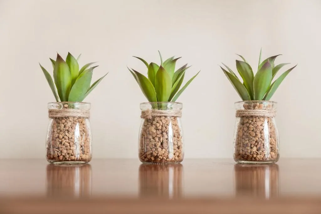 Three small succulent plants in glass jars with twine decoration