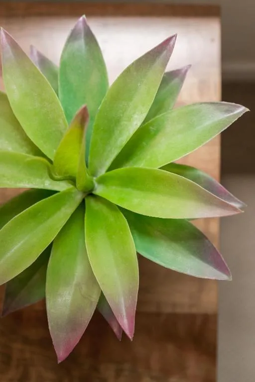 Close-up of vibrant green succulent plant with purple-tipped leaves
