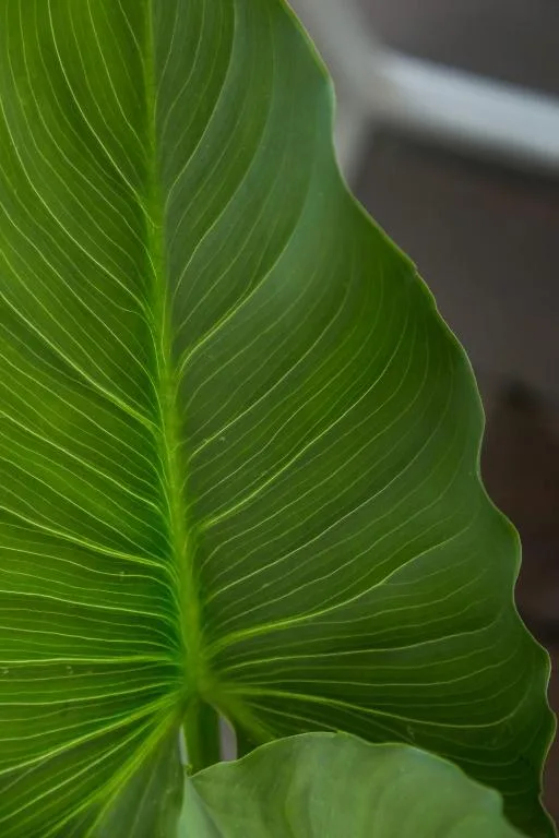 Close-up of vibrant green tropical plant leaf with prominent veins