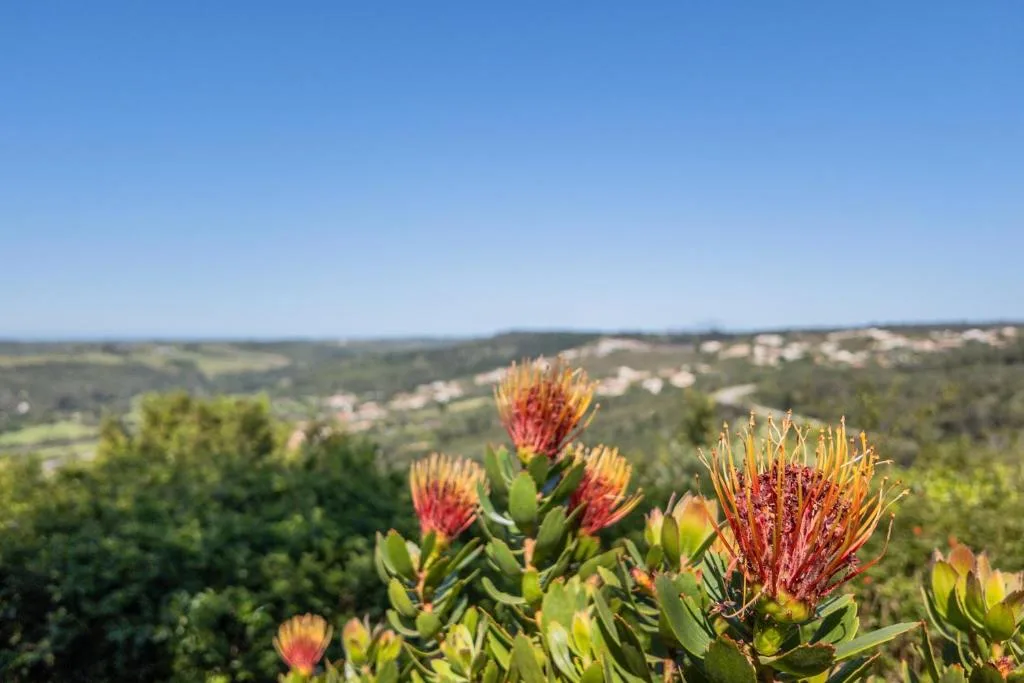 Red proteas with rolling green hills and coastal landscape beyond