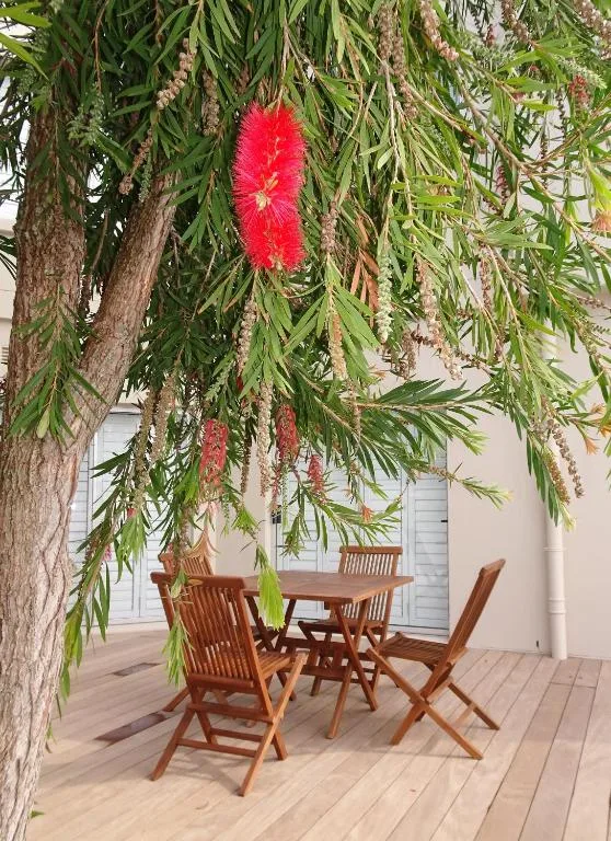 Wooden outdoor seating area beneath flowering tree with red blossoms