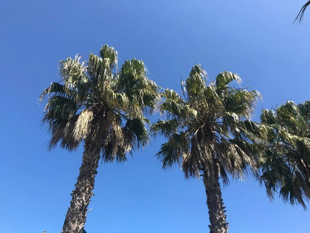 Tall palm trees against clear blue sky at the property