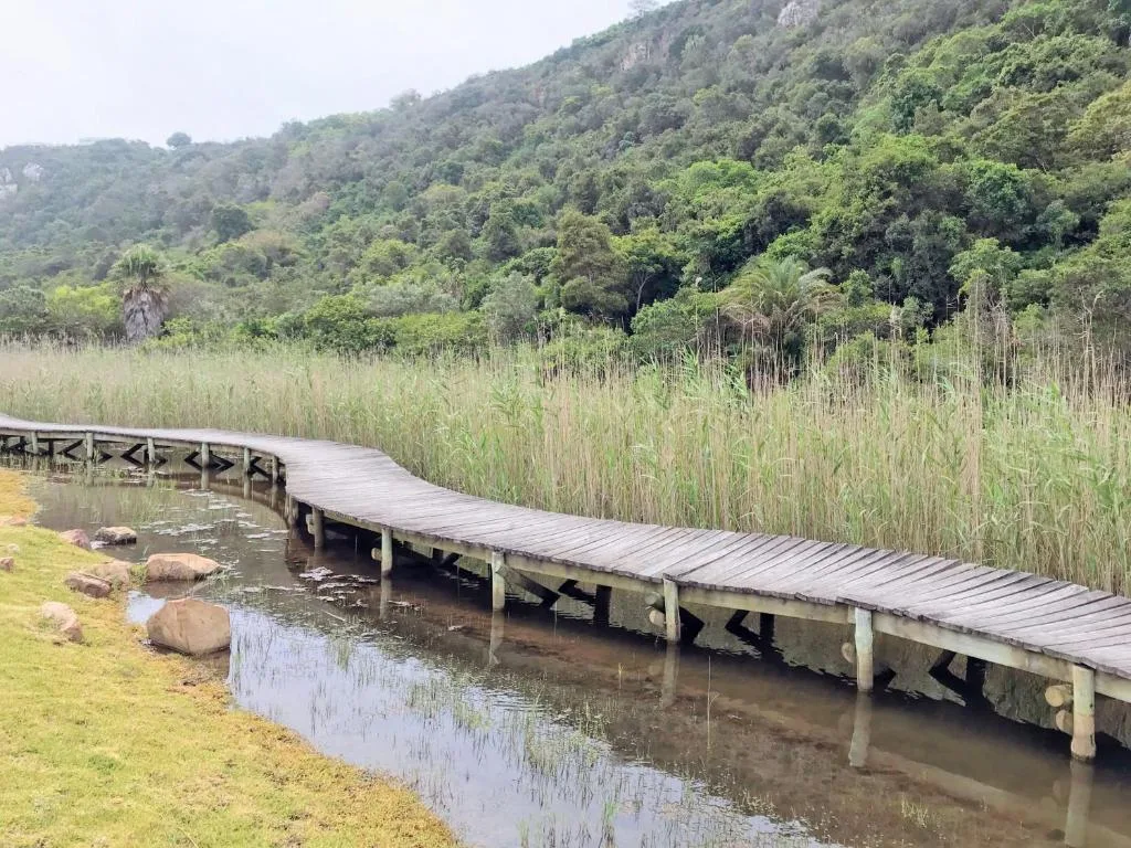 Wooden boardwalk over reedy lagoon with forested hills beyond